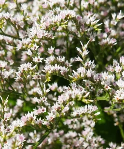 30 White German Statice Seeds - Tatarian Sea Lavender Flower, Goniolimon Tataricum - Image 4