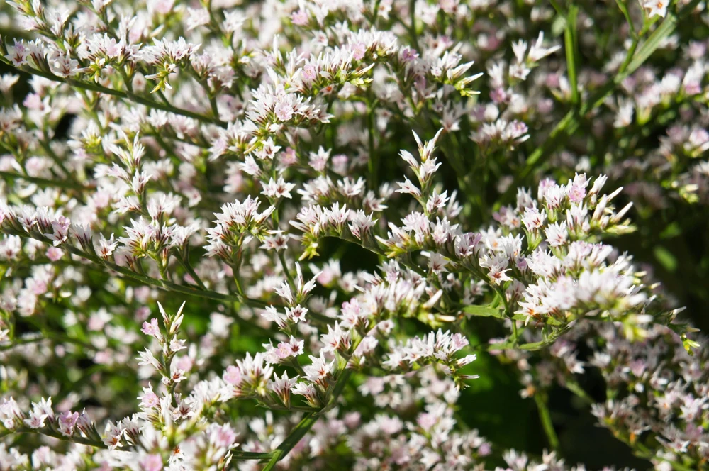 30 White German Statice Seeds - Tatarian Sea Lavender Flower, Goniolimon Tataricum - Image 4