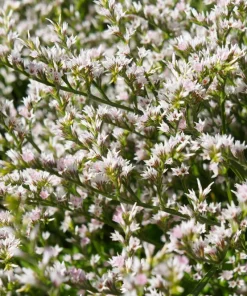 30 White German Statice Seeds - Tatarian Sea Lavender Flower, Goniolimon Tataricum - Image 5