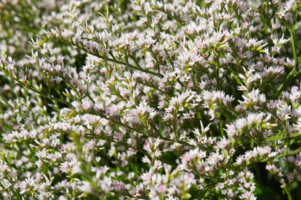 30 White German Statice Seeds - Tatarian Sea Lavender Flower, Goniolimon Tataricum - Image 5