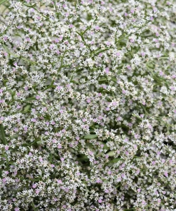 30 White German Statice Seeds - Tatarian Sea Lavender Flower, Goniolimon Tataricum - Image 6