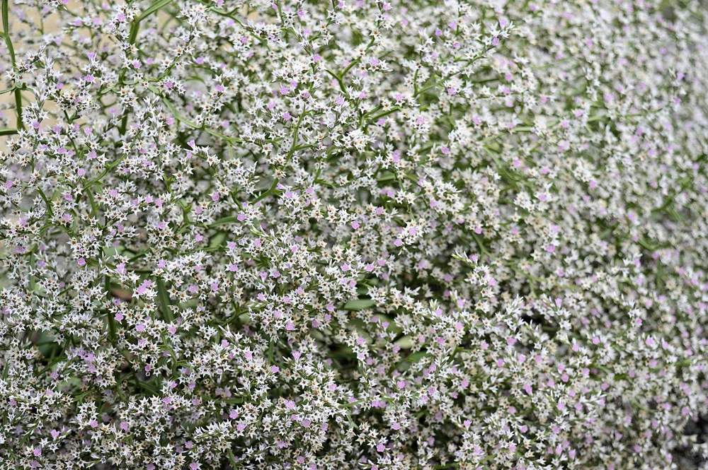 30 White German Statice Seeds - Tatarian Sea Lavender Flower, Goniolimon Tataricum - Image 6