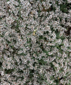 30 White German Statice Seeds - Tatarian Sea Lavender Flower, Goniolimon Tataricum - Image 7