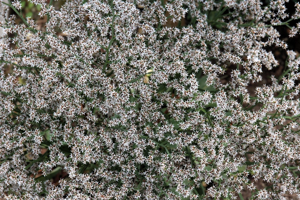 30 White German Statice Seeds - Tatarian Sea Lavender Flower, Goniolimon Tataricum - Image 7