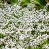 30 White German Statice Seeds - Tatarian Sea Lavender Flower, Goniolimon Tataricum - Image 1