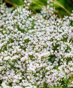 30 White German Statice Seeds - Tatarian Sea Lavender Flower, Goniolimon Tataricum - Image 1