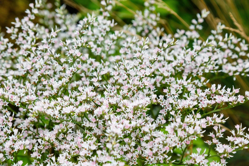 30 White German Statice Seeds - Tatarian Sea Lavender Flower, Goniolimon Tataricum - Image 1