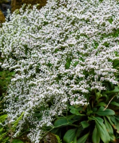 30 White German Statice Seeds - Tatarian Sea Lavender Flower, Goniolimon Tataricum - Image 8