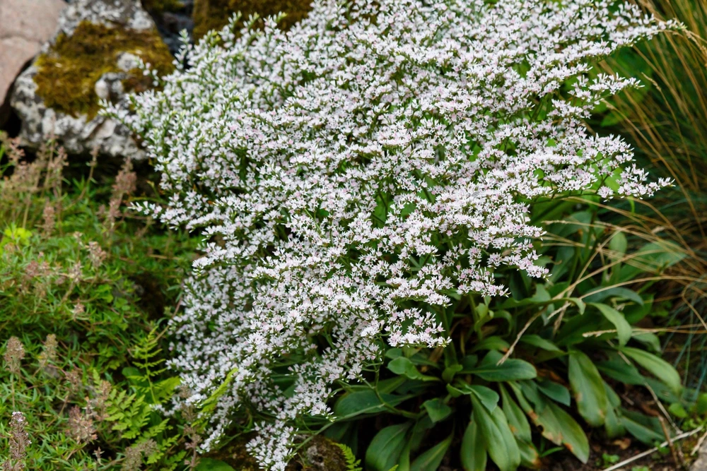 30 White German Statice Seeds - Tatarian Sea Lavender Flower, Goniolimon Tataricum - Image 8