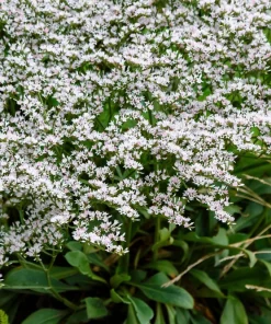 30 White German Statice Seeds - Tatarian Sea Lavender Flower, Goniolimon Tataricum - Image 9