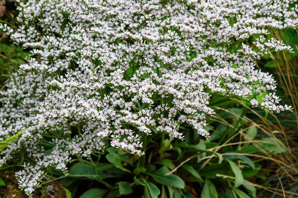 30 White German Statice Seeds - Tatarian Sea Lavender Flower, Goniolimon Tataricum - Image 9