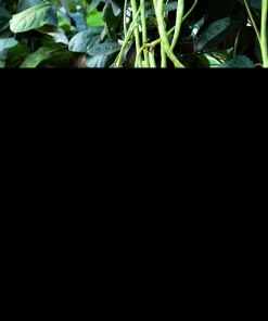 30 Yard Long Bean Seeds - Asparagus Cowpea Vegetable Seeds for Gardening - Image 2