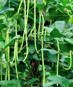 30 Yard Long Bean Seeds - Asparagus Cowpea Vegetable Seeds for Gardening - Image 3