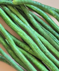 30 Yard Long Bean Seeds - Asparagus Cowpea Vegetable Seeds for Gardening - Image 5