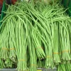 30 Yard Long Bean Seeds - Asparagus Cowpea Vegetable Seeds for Gardening - Image 1