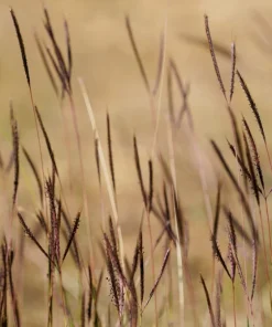300 Big Bluestem Grass Seeds - Ornamental Beardgrass Andropogon Gerardii - Image 10