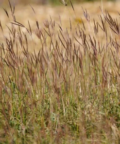 300 Big Bluestem Grass Seeds - Ornamental Beardgrass Andropogon Gerardii - Image 11