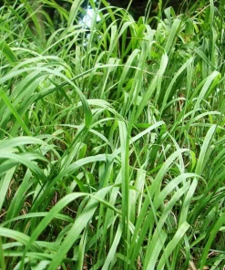 300 Big Bluestem Grass Seeds - Ornamental Beardgrass Andropogon Gerardii - Image 2