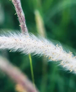 300 Big Bluestem Grass Seeds - Ornamental Beardgrass Andropogon Gerardii - Image 3