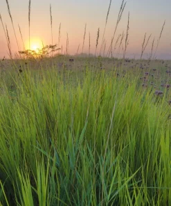 300 Big Bluestem Grass Seeds - Ornamental Beardgrass Andropogon Gerardii - Image 4