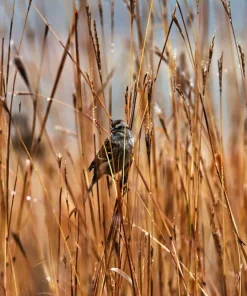 300 Big Bluestem Grass Seeds - Ornamental Beardgrass Andropogon Gerardii - Image 5