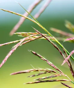 300 Big Bluestem Grass Seeds - Ornamental Beardgrass Andropogon Gerardii - Image 6
