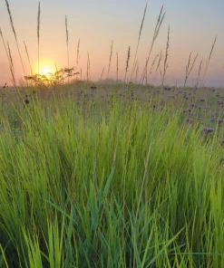 300 Big Bluestem Grass Seeds - Ornamental Beardgrass Andropogon Gerardii - Image 7