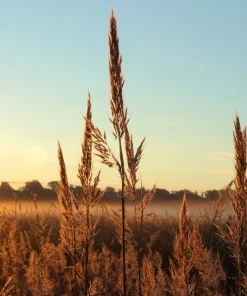 300 Big Bluestem Grass Seeds - Ornamental Beardgrass Andropogon Gerardii - Image 8