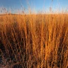300 Big Bluestem Grass Seeds - Ornamental Beardgrass Andropogon Gerardii - Image 1