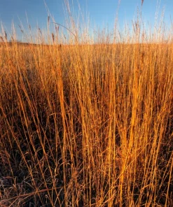 300 Big Bluestem Grass Seeds - Ornamental Beardgrass Andropogon Gerardii - Image 1