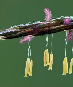 300 Big Bluestem Grass Seeds - Ornamental Beardgrass Andropogon Gerardii - Image 9