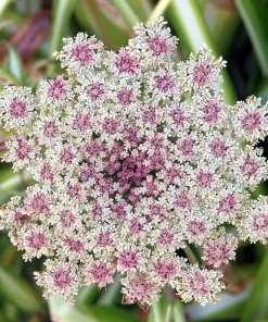 300 Black Nebula Carrot Seeds - Dark Purple Root Vegetable Seeds - Image 2