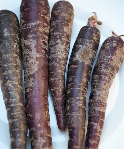 300 Black Nebula Carrot Seeds - Dark Purple Root Vegetable Seeds - Image 3