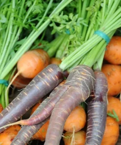 300 Black Nebula Carrot Seeds - Dark Purple Root Vegetable Seeds - Image 4