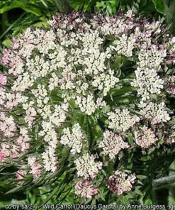 300 Black Nebula Carrot Seeds - Dark Purple Root Vegetable Seeds - Image 8