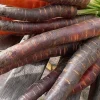 300 Black Nebula Carrot Seeds - Dark Purple Root Vegetable Seeds - Image 1