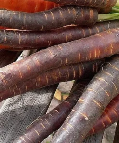 300 Black Nebula Carrot Seeds - Dark Purple Root Vegetable Seeds - Image 1
