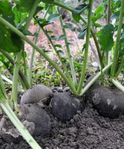 300 Black Spanish Round Radish Seeds - Hot Spicy Root Vegetable Seeds - Image 4