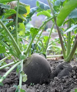 300 Black Spanish Round Radish Seeds - Hot Spicy Root Vegetable Seeds - Image 5
