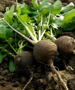 300 Black Spanish Round Radish Seeds - Hot Spicy Root Vegetable Seeds - Image 6