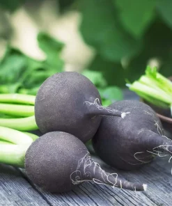 300 Black Spanish Round Radish Seeds - Hot Spicy Root Vegetable Seeds - Image 7