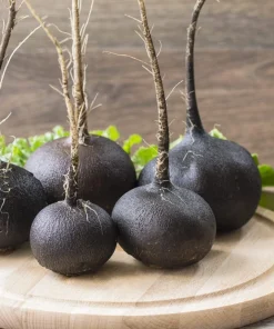 300 Black Spanish Round Radish Seeds - Hot Spicy Root Vegetable Seeds - Image 8