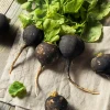 300 Black Spanish Round Radish Seeds - Hot Spicy Root Vegetable Seeds - Image 1