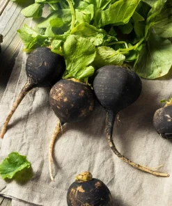 300 Black Spanish Round Radish Seeds - Hot Spicy Root Vegetable Seeds - Image 1