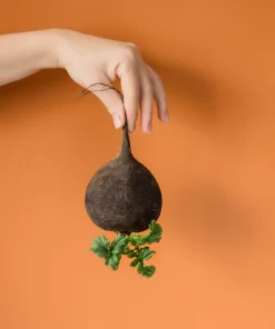 300 Black Spanish Round Radish Seeds - Hot Spicy Root Vegetable Seeds - Image 9