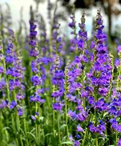 300 Blue Rocky Mountain Beardtongue Penstemon Strictus Flower Seeds - Image 2
