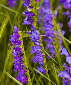 300 Blue Rocky Mountain Beardtongue Penstemon Strictus Flower Seeds - Image 5