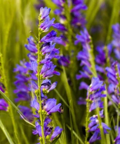 300 Blue Rocky Mountain Beardtongue Penstemon Strictus Flower Seeds - Image 7
