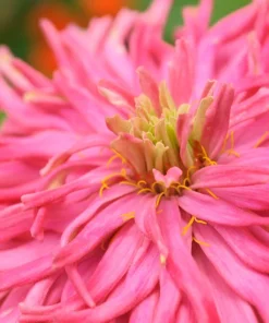 300 Burpeeana Giant Mix Zinnia Elegans Flower Seeds - Cactus Flowered - Image 2