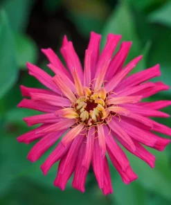 300 Burpeeana Giant Mix Zinnia Elegans Flower Seeds - Cactus Flowered - Image 3